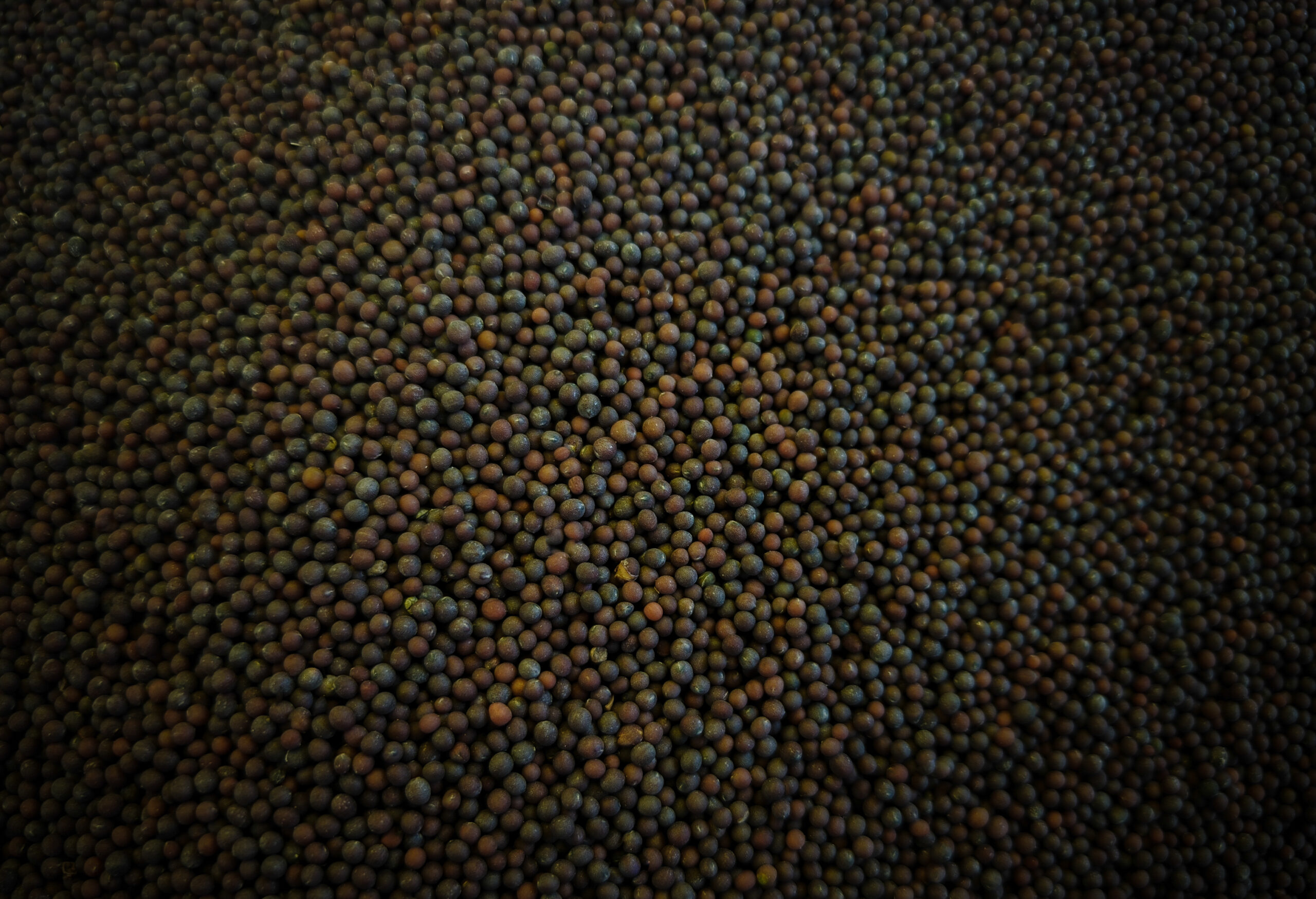 Black Mustard Seeds Health Benefits Uses And Key Facts