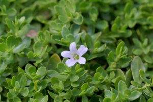 Understanding The Power of Brahmi as a Brain and Memory Booster