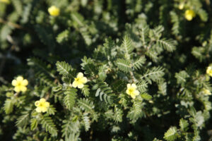 Tribulus: An Ayurvedic Plant to Boost Your Sporting Performance