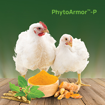Poultry