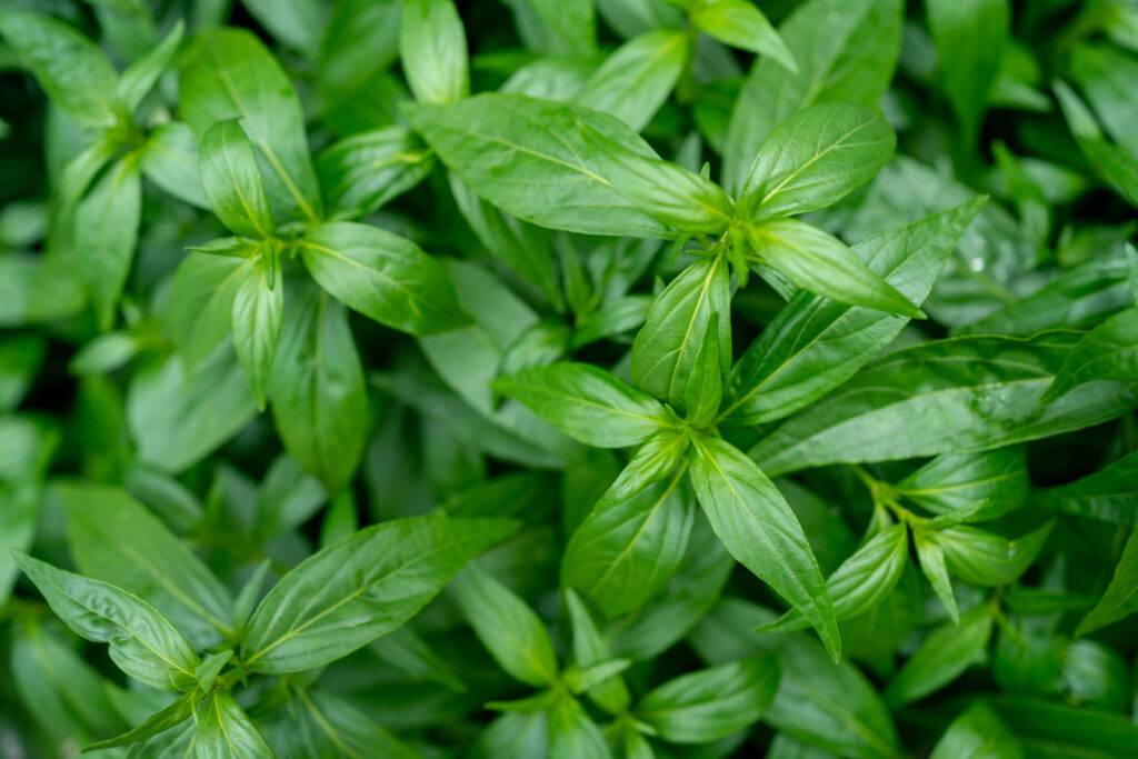 Know About Andrographis Supplements: Potential Benefits and Uses