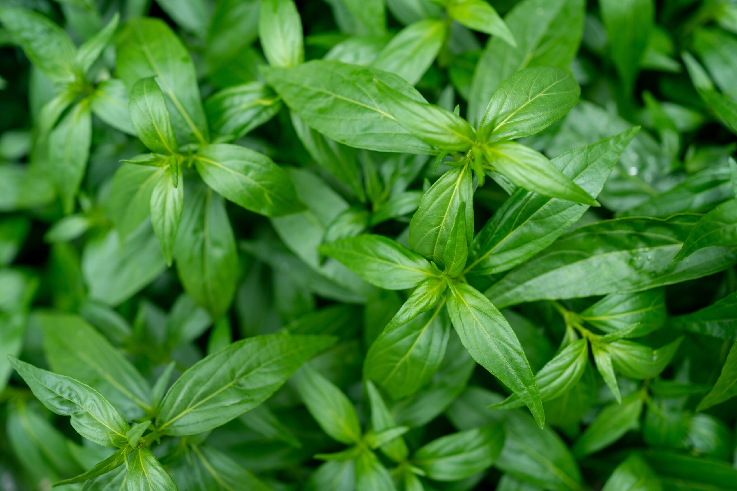 Know About Andrographis Supplements: Potential Benefits and Uses