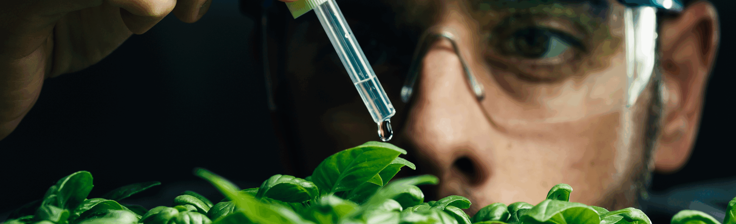 Farm to Formula: India’s Herbal Extract Journey