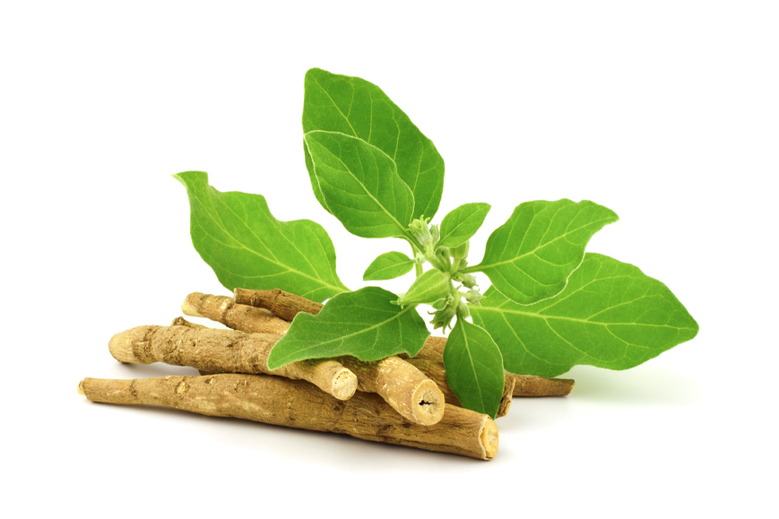 Ashwagandha Benefits for Immune Health