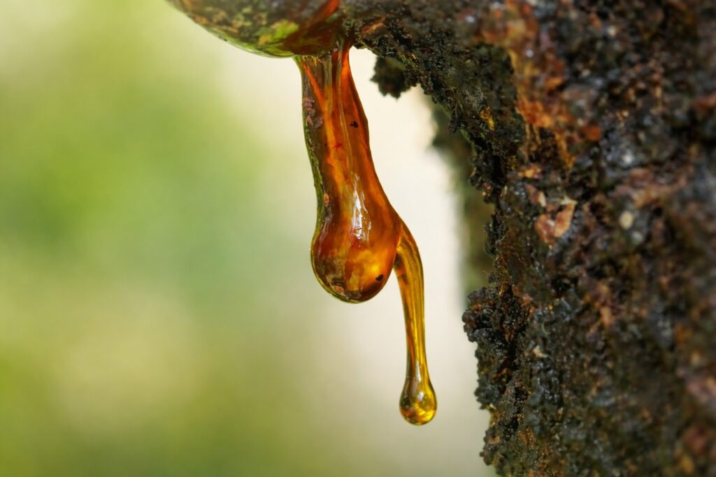 Boswellia serrate extract