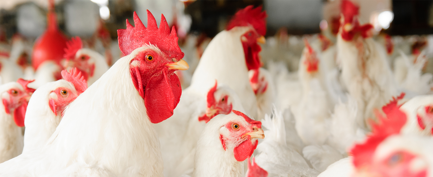 <span id="sub-catname">Oxy2Grow<br></span>Boost Blood Flow Naturally