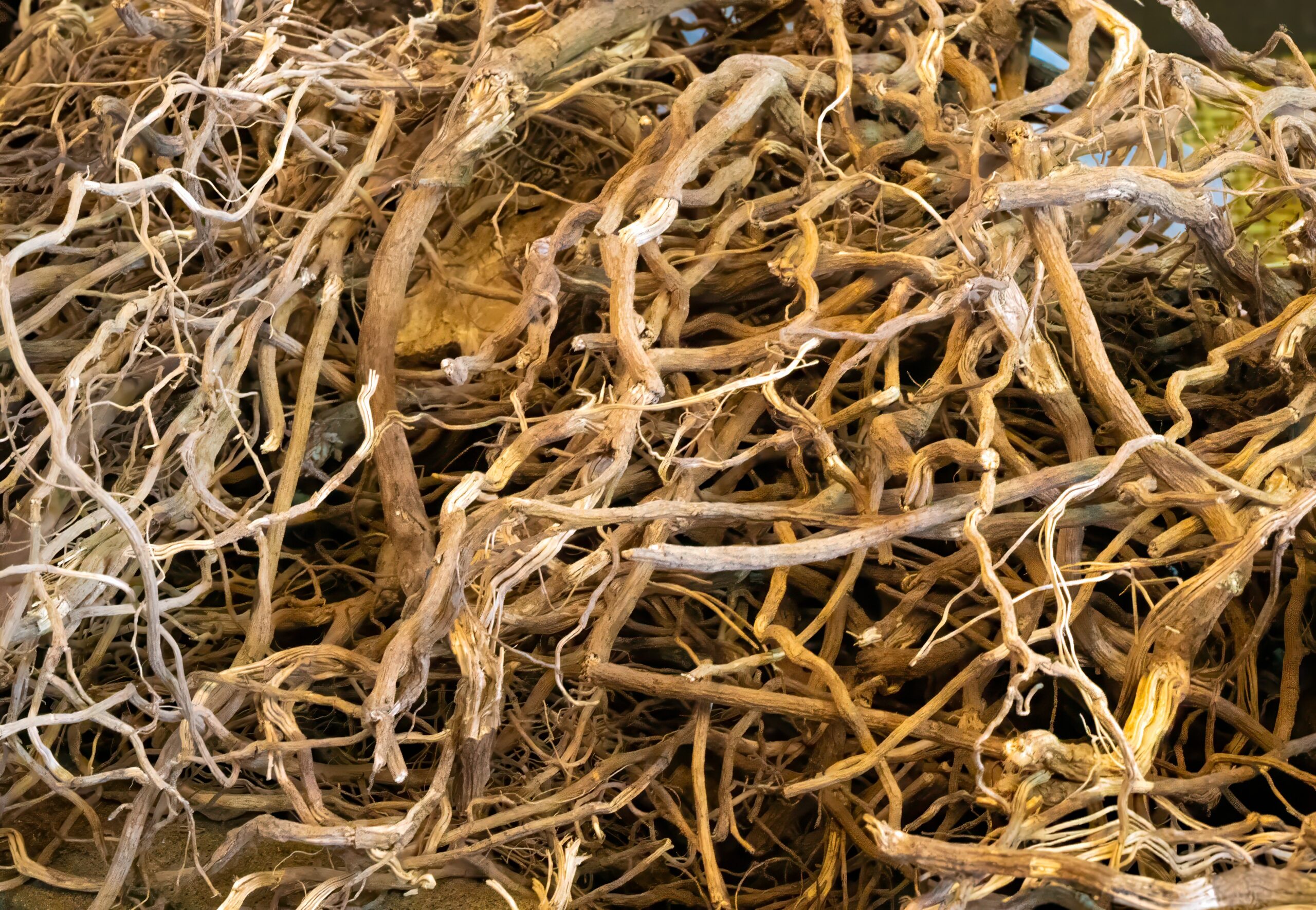 What Can a Top Kava Extract Manufacturer Provide?