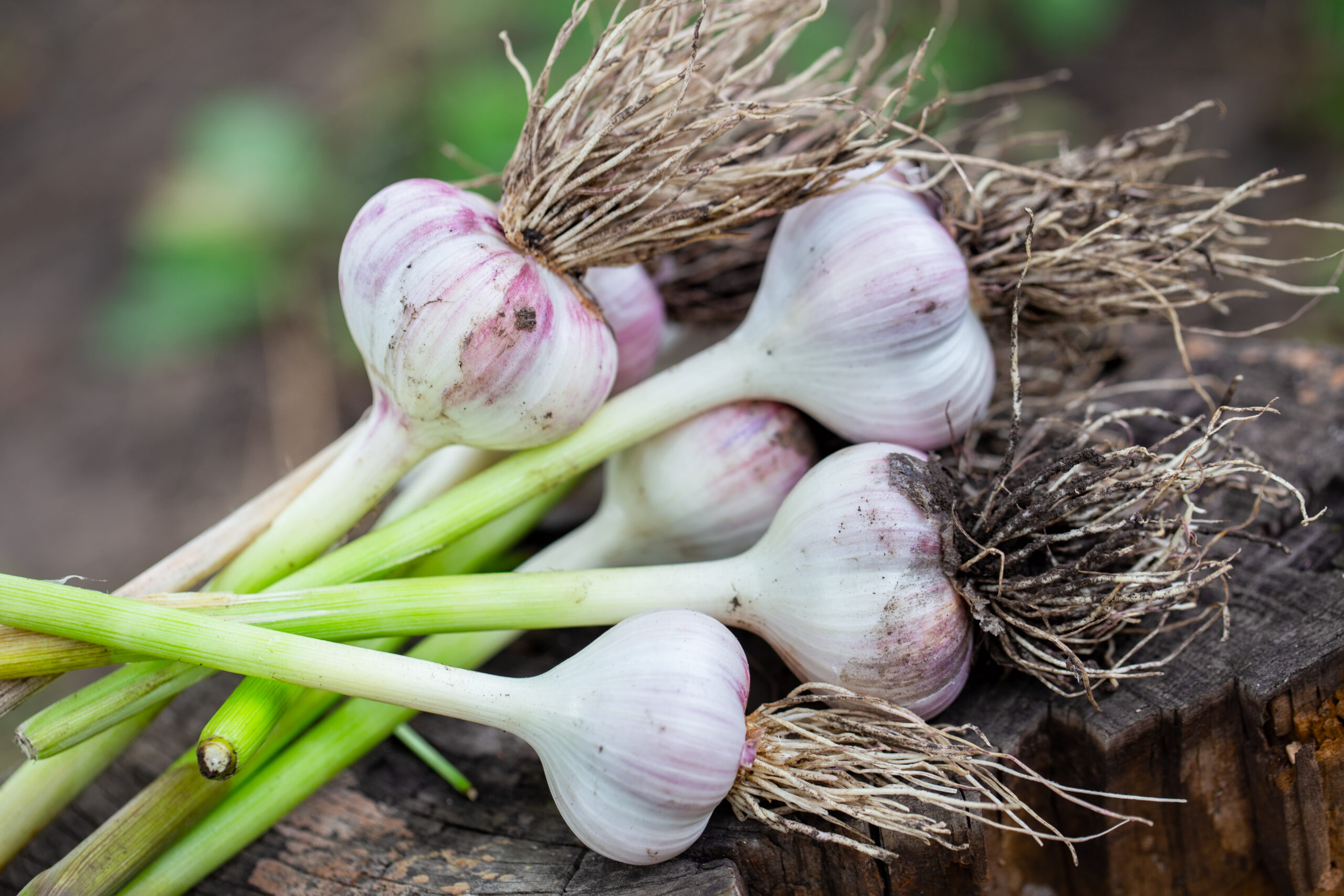 Top Garlic Extract Manufacturers: What Sets the Best Apart