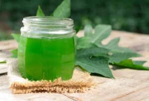 Best Papaya Leaf Extract Manufacturer: What to Look for Before You Buy
