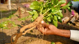 Ashwagandha Root and Leaf Extract: Exploring the Benefits of Both Plant Parts